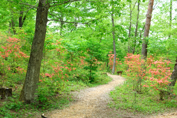 日本初樹木葬 知勝院